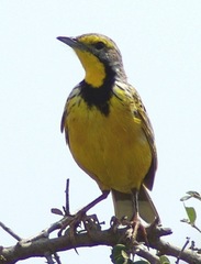 Yellow-throated Longclaw